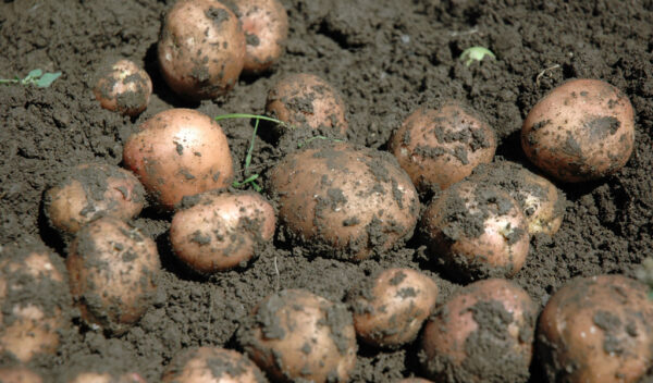 Patate rosse