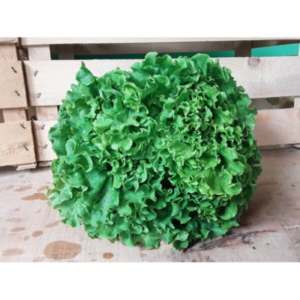 Insalata